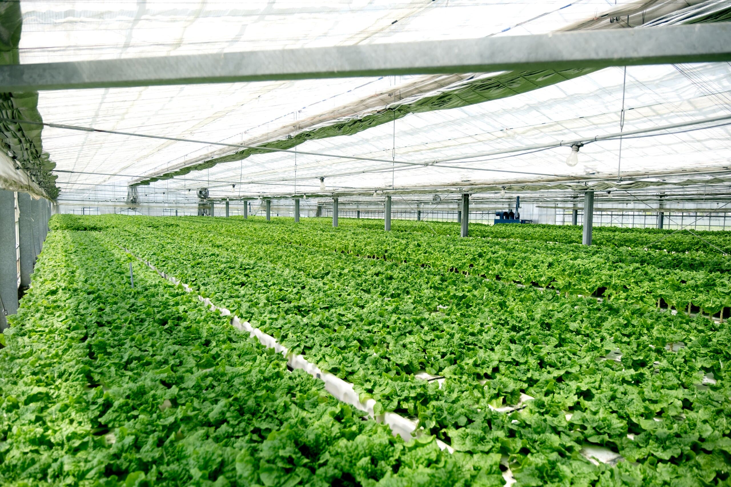 水耕栽培ハウスで育つ葉物野菜