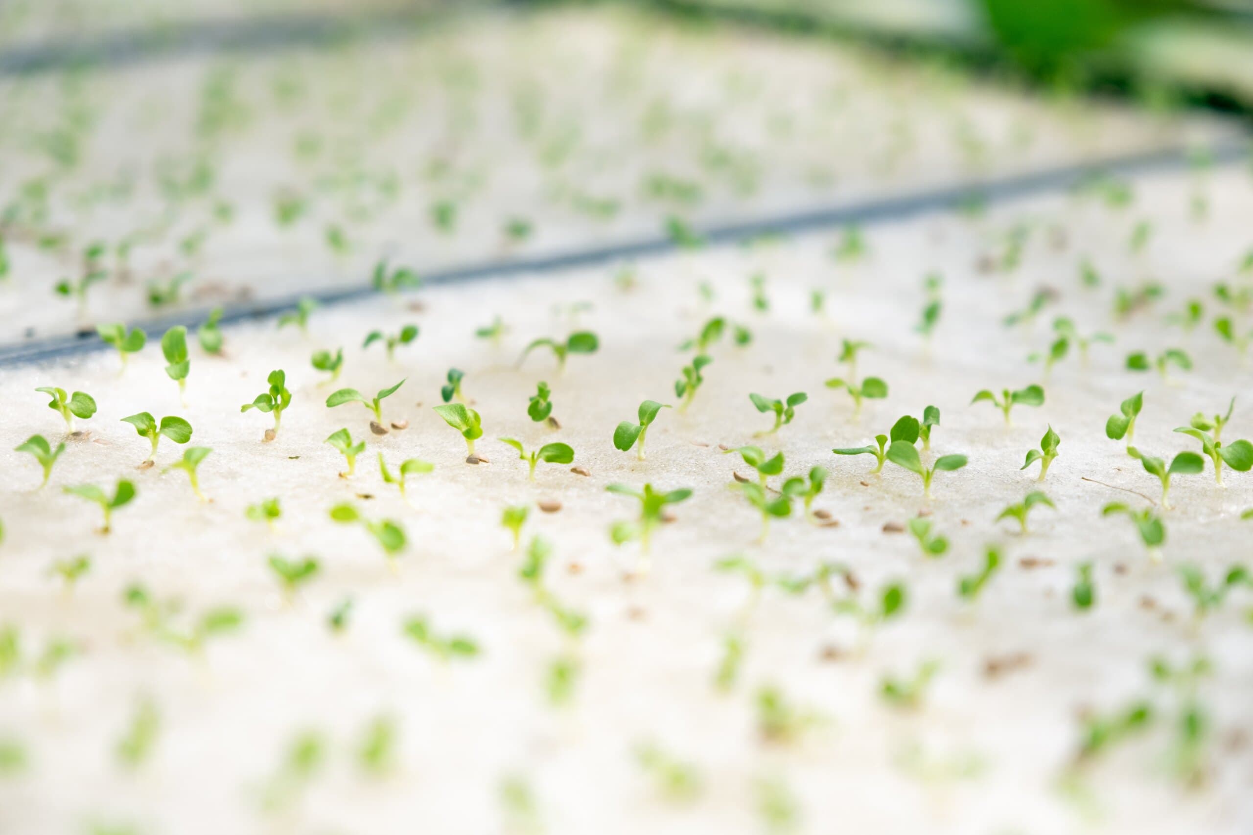 育苗中の水耕栽培野菜