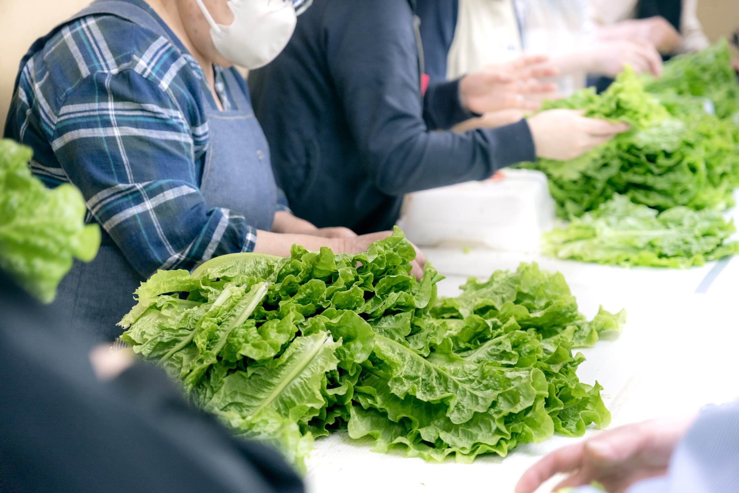 葉物野菜を調整する作業風景