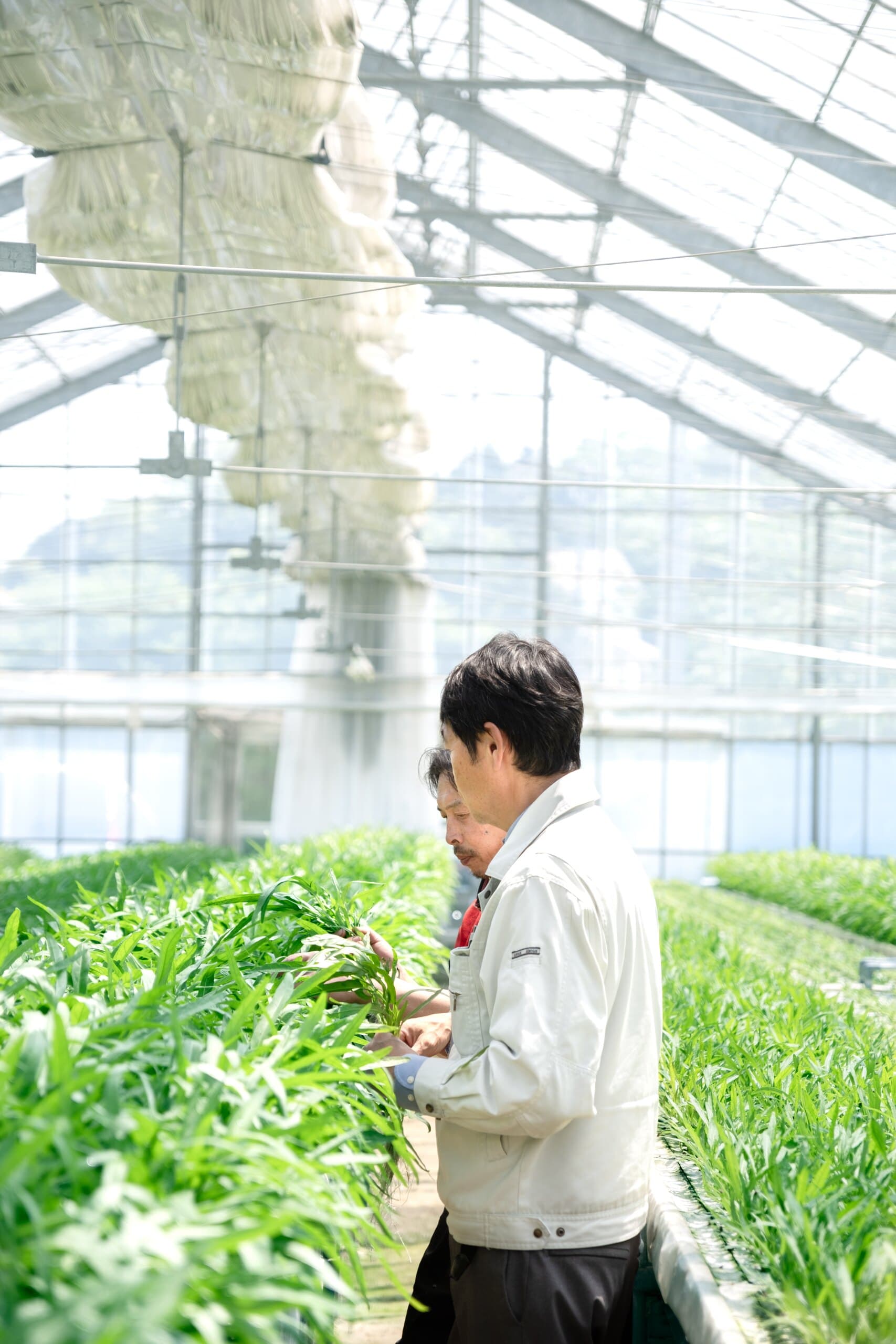 提携農家の水耕栽培ハウス